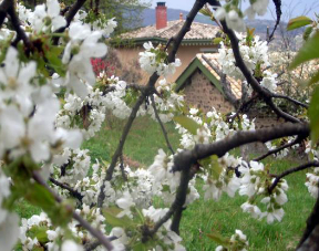 loude-maison-vigne-lyon